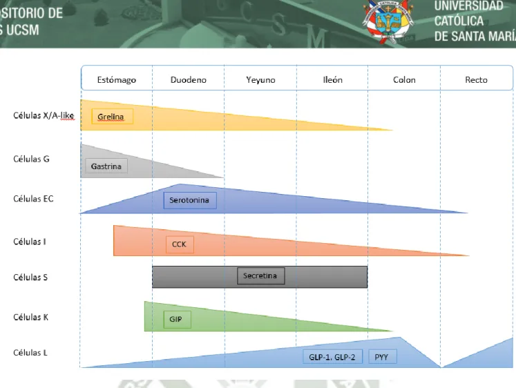 Figura  2.  Perfil  de  expresión  de  diferentes  péptidos  intestinales  a  lo  largo  del  tracto  gastrointestinal.