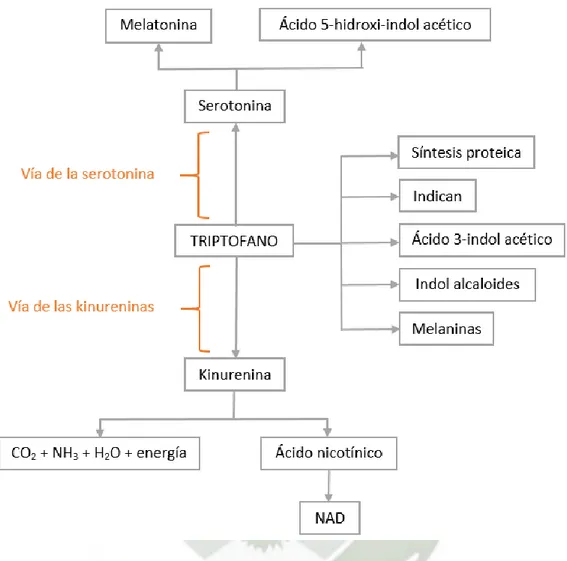Figura 3. Metabolitos producidos por la metabolización del triptófano.