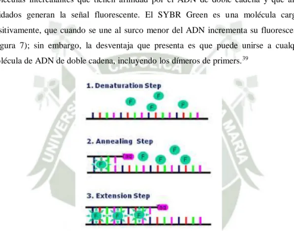 Figura 7. Emisión de fluorescencia del SYBR Green.