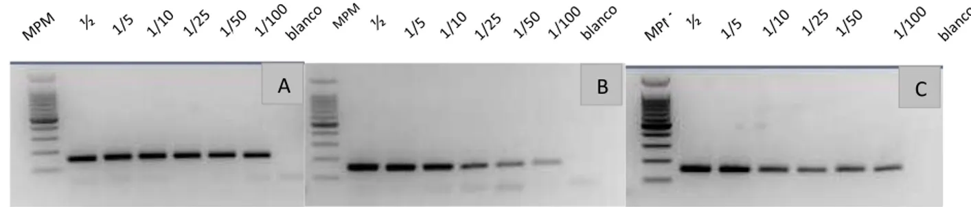 Figura 11. Amplicones obtenidos por electroforesis horizontal (gel de agarosa 2%, marcador de  peso molecular de 100 pb, 110 V) para genes participantes en las vías metabólicas del triptófano