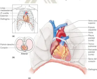 Figura 2 Ubicación del Corazón en el Tórax. 