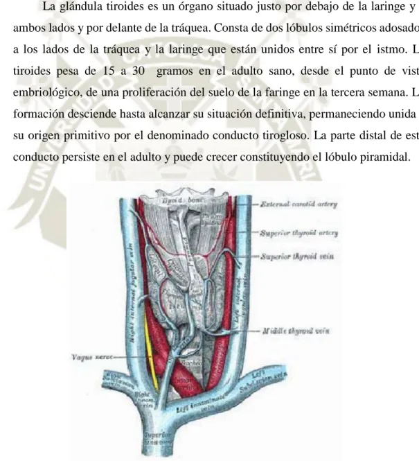 Ilustración 1.  Relaciones anatómicas de la glándula tiroides