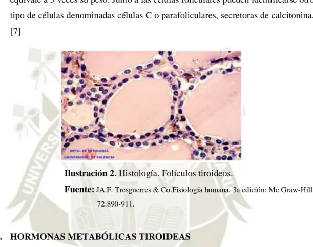 Ilustración 2. Histología. Folículos tiroideos. 