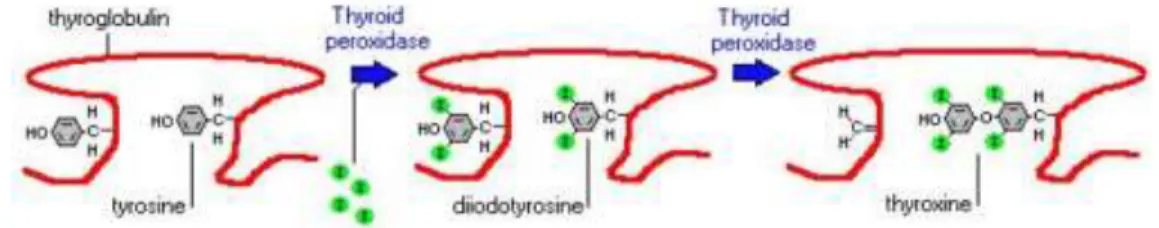 Ilustración 5.  Constructing Thyroid Hormones. 