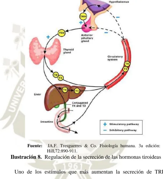 Ilustración 8.  Regulación de la secreción de las hormonas tiroideas 