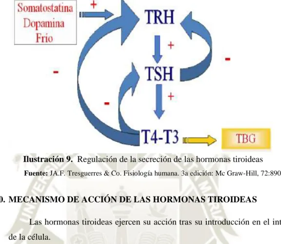 Ilustración 9.  Regulación de la secreción de las hormonas tiroideas 