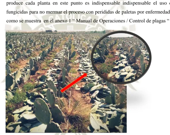 Fig. 3. Inicio del proceso productivo 