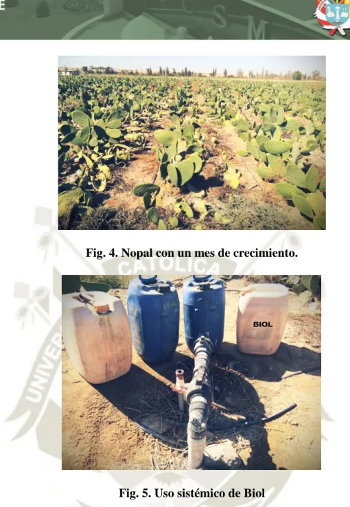 Fig. 5. Uso sistémico de Biol 