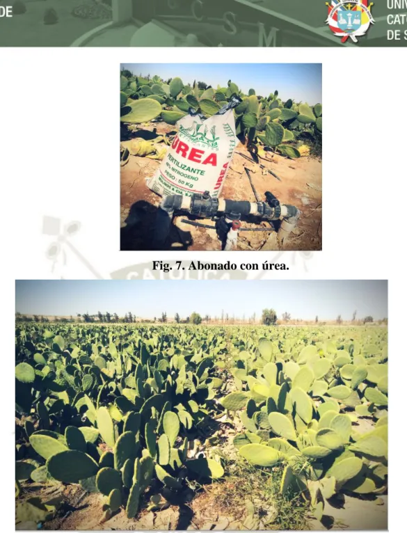 Fig. 8. Nopal con seis meses de crecimiento 
