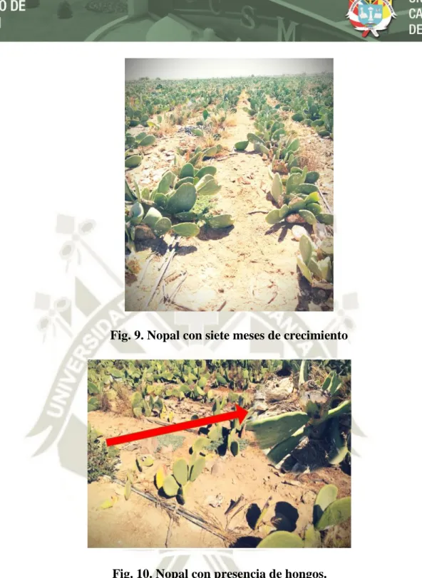 Fig. 10. Nopal con presencia de hongos. 