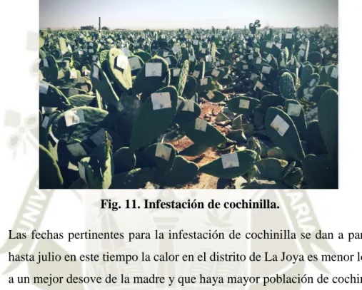 Fig. 11. Infestación de cochinilla. 