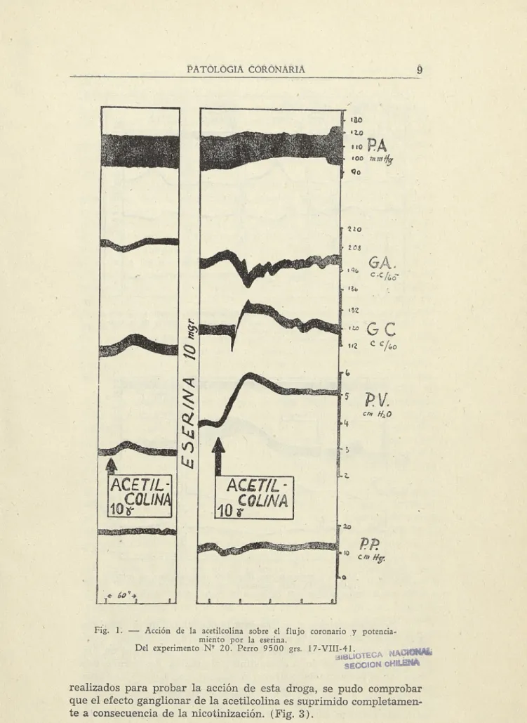 Fig. 1. — Acción de la acetilcolina