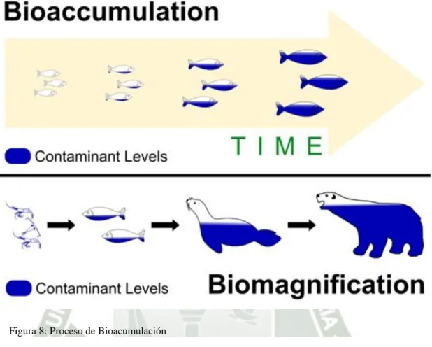 Figura 8: Proceso de Bioacumulación 