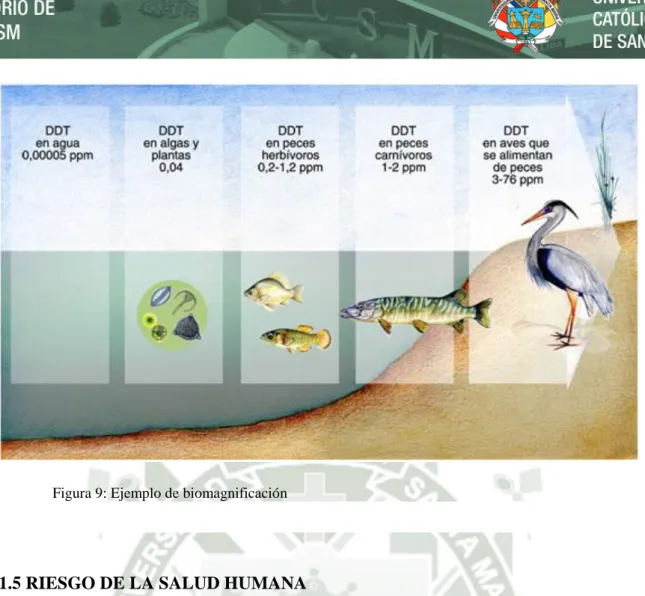 Figura 9: Ejemplo de biomagnificación 