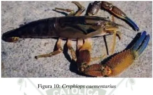 Figura 10: Cryphiops caementarius 