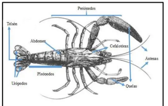 Figura 12: Estructura del camarón 