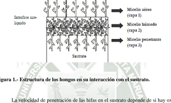 Figura 1.- Estructura de los hongos en su interacción con el sustrato. 