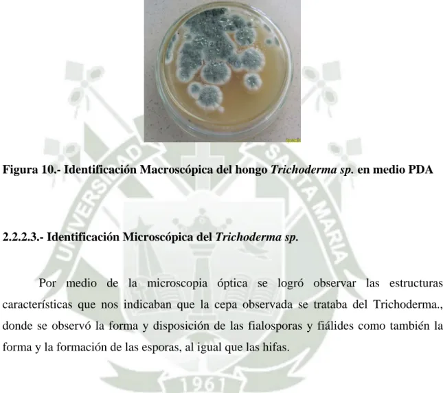 Figura 10.- Identificación Macroscópica del hongo Trichoderma sp. en medio PDA  