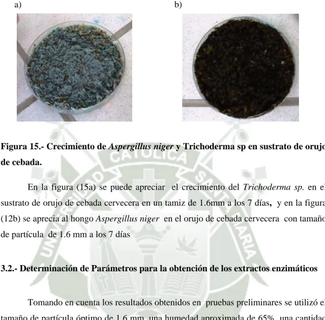 Figura 15.- Crecimiento de Aspergillus niger y Trichoderma sp en sustrato de orujo  de cebada