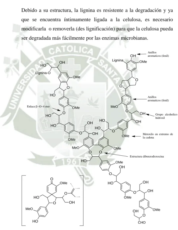 Figura Nº 3. Estructura de la lignina (12)  