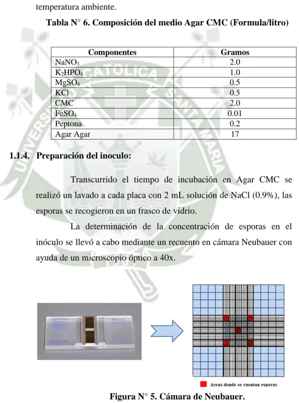 Figura N° 5. Cámara de Neubauer. 