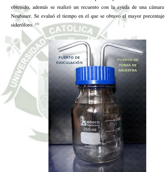 Figura 16. Sistema de Reacción para la obtención optimizada del sideróforo a  partir de Pseudomona fluorescens.