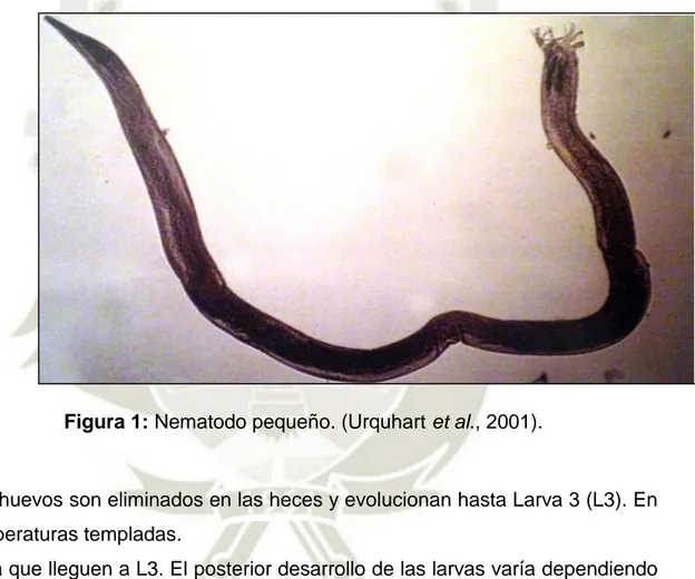 Figura 1: Nematodo pequeño. (Urquhart et al., 2001). 