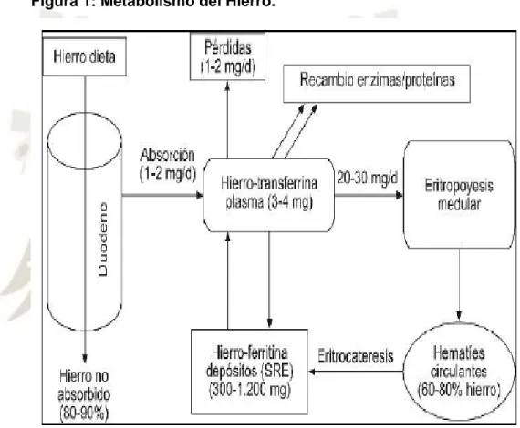 Figura 1: Metabolismo del Hierro.