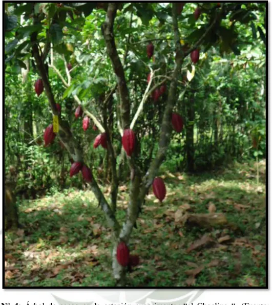 Figura  N°  4:  Árbol  de  cacao  en  la  estación  experimentar  “el  Choclino  “.  (Fuente:  Registro  grafico propio) 