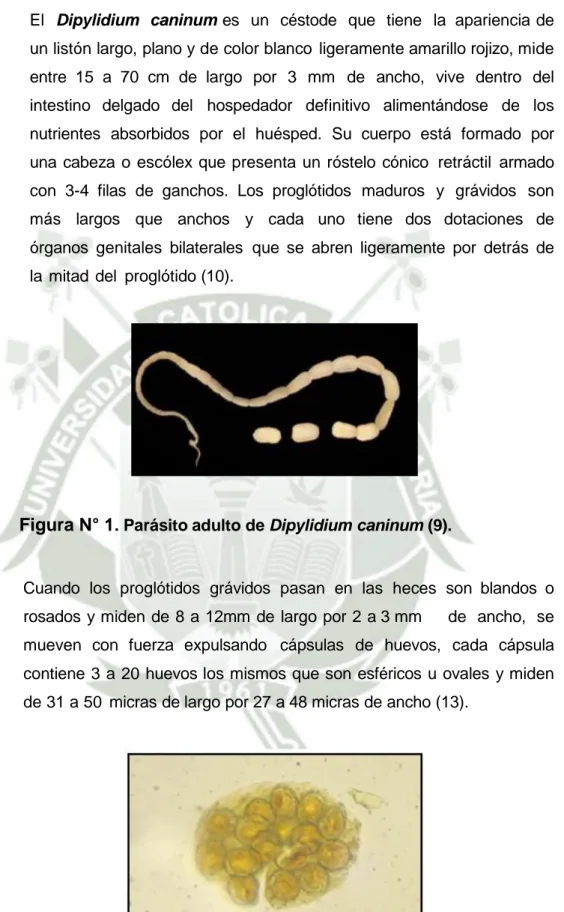 Figura N° 1 . Parásito adulto de Dipylidium caninum (9). 