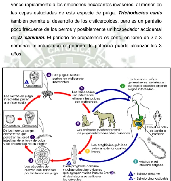 Figura N° 3 . Ciclo de vida de Dipylidium caninum (33). 