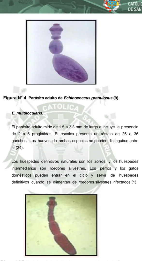 Figura N° 4 . Parásito adulto de Echinococcus granulosus (9). 