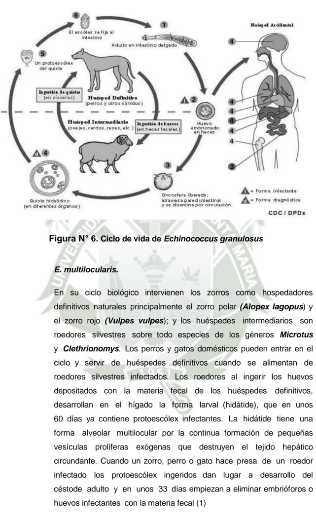 Figura N° 6 . Ciclo de vida de Echinococcus granulosus 