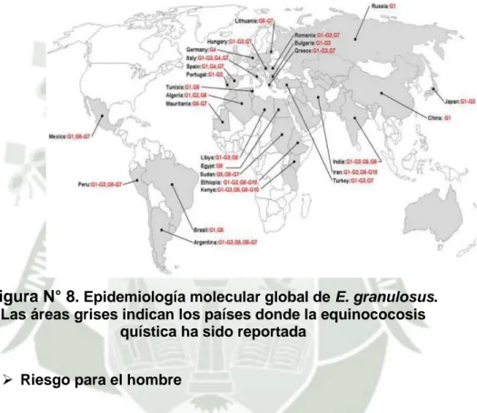 Figura N° 8 . Epidemiología molecular global de E. granulosus.  
