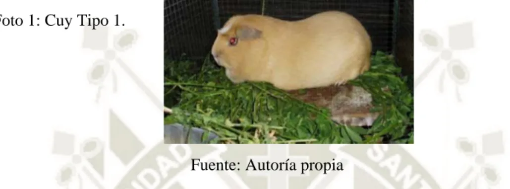 Foto 1: Cuy Tipo 1. 
