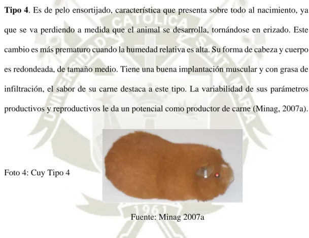 Foto 4: Cuy Tipo 4 