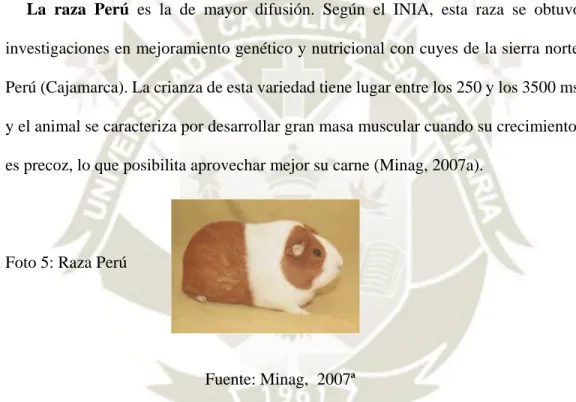 Foto 5: Raza Perú 