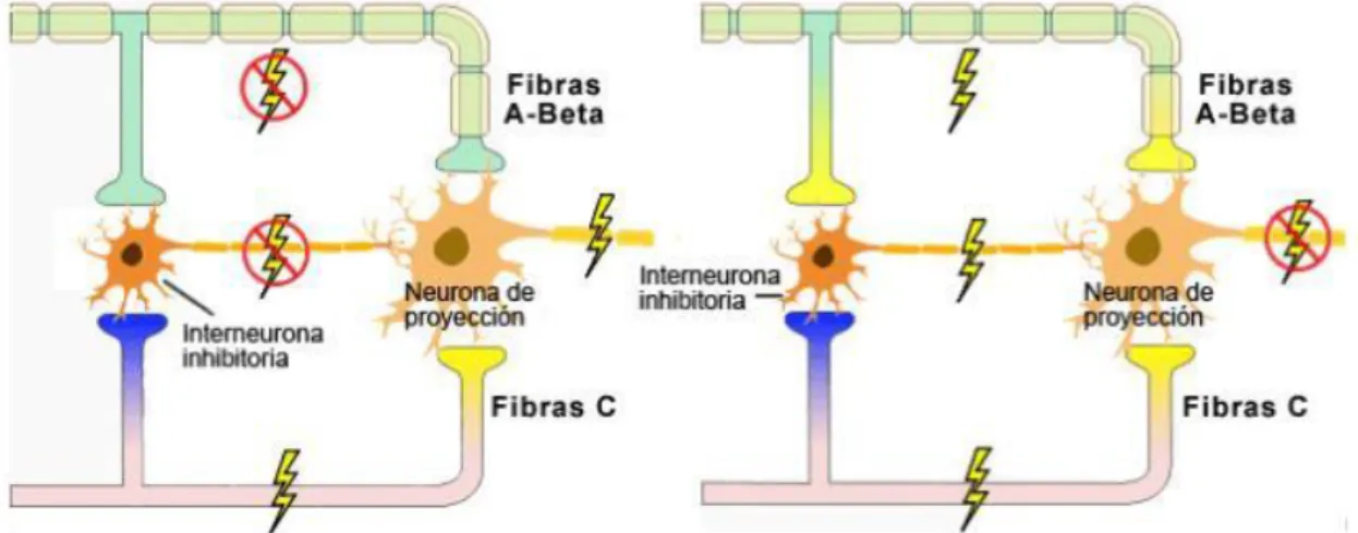 Figura 10. Esquema de la “Teoría de la compuerta”. Recuperado de: 