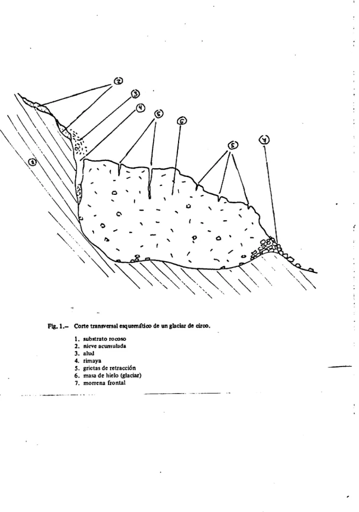 Fig. 1.- Corte transversal esquemétieo de un glaciar de circo.
