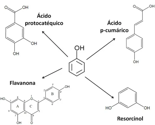 Figura 3.  Estructura del fenol (en el centro) y de algunos ejemplos de compuestos fenólicos