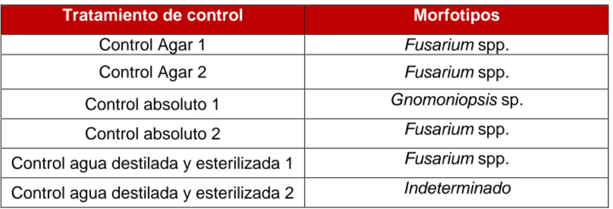 Tabla 5. Morfotipos resultantes de los re-aislados de las dos agallas de cada control