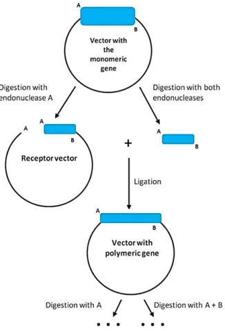 Figure 5: Condensed summary of recombinant gene oligomerization in a vector with 2 restriction  enzymes