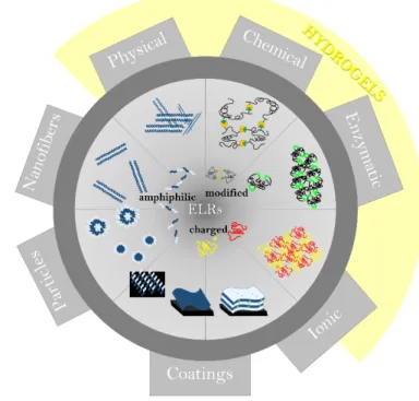 Figure 8: The diversity of ELR structures and their sequential origin. 
