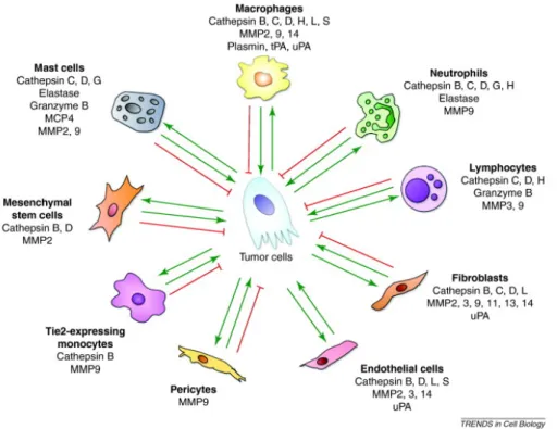 Figure 12: Peptidases expressed by cell types and their relation to tumor cells. Reproduced from 341 