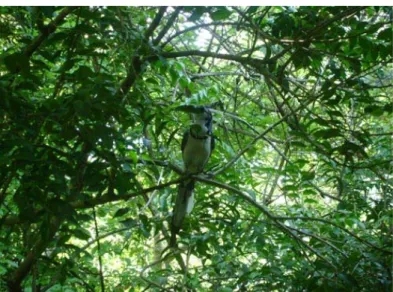 Ilustración 1. Costa Rica. Reserva de la Biosfera Guanacaste. (Foto FV) 