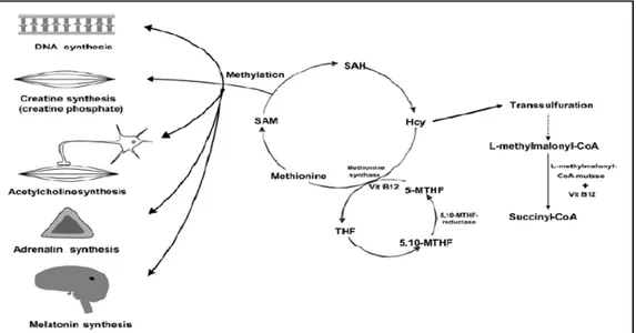 Figura 1.- Rutas metabólicas del metabolismo de la homocisteína. Fuente: Herrmann y col.,  2003