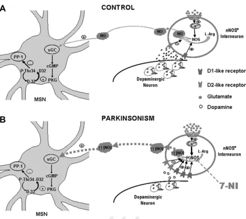 Fig. 6. Model of the role of NO signaling in the short-term facilitation of dopaminergic transmission in control and parkinsonism