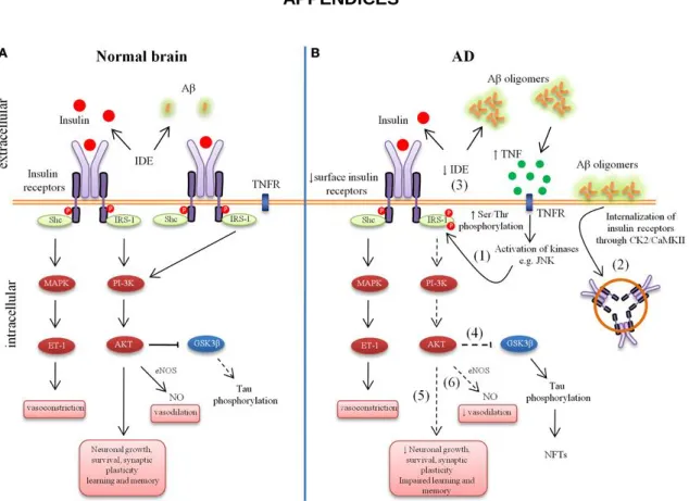 Fig.  1 Aberrant brain insulin signalling in Alzheimer’s disease (AD). Schematic outline of neuronal insulin signalling in  the normal brain (A) and AD brain (B) 