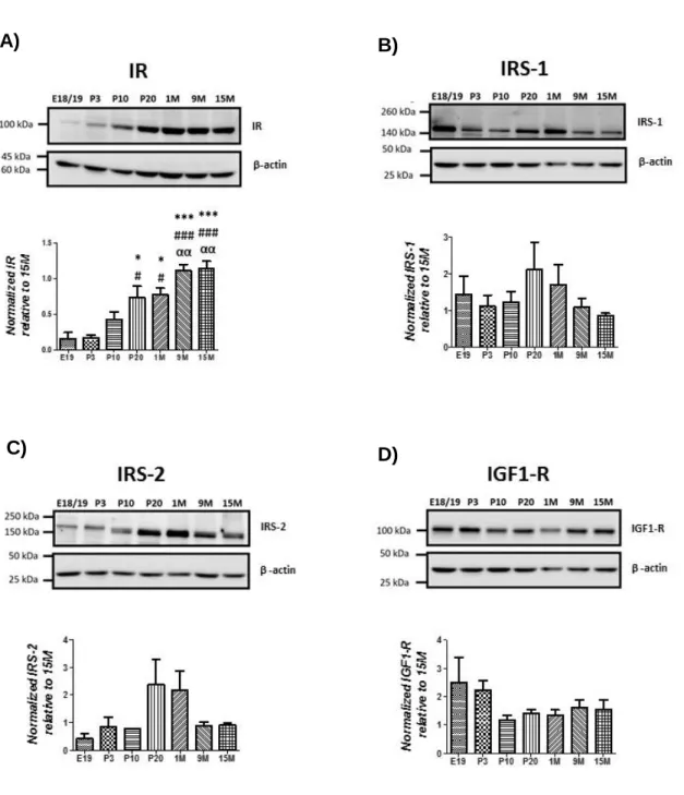 Fig.  2. Insulin and IGF-1 receptors and substrates expression level in the rat prefrontal area during development  and aging