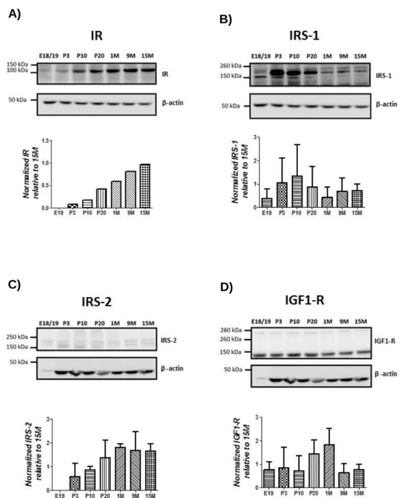 Fig.  4. Insulin and IGF-1 receptors and substrates expression level in the amygdala area during development  and aging